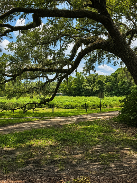 Design Begins With the Ground: What Charleston’s Landscape Is Teaching Us About Wellbeing